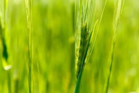 Barley ear Stock Photos