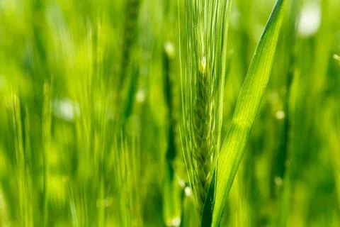 Barley ear Stock Photos