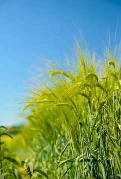 Barley ears with blue sky Stock Photos
