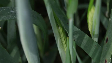 Barley ears with dew drops in the windy morning, cereal grain, macro Stock Footage 38922151