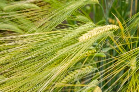 Barley ears Stock Photos