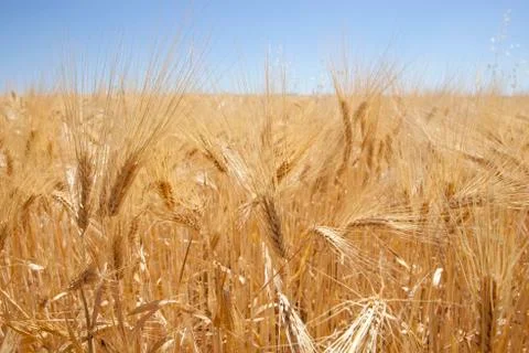 Barley ears Stock Photos