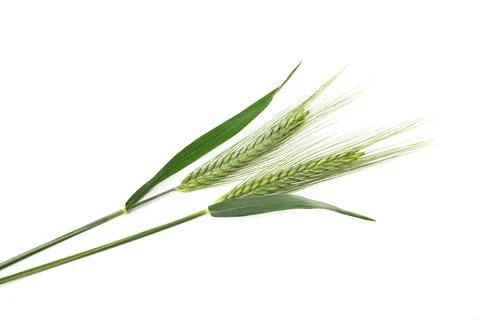 Barley ears Stock Photos