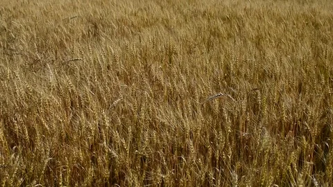 Barley ears swaying in the wind Stock Footage 116887287