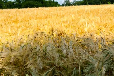Barley ears with white clouds in the sky and trees in the distance Stock Photos