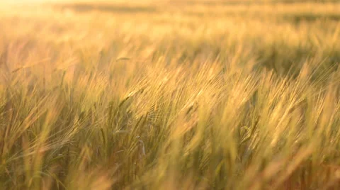 Barley in evening sunlight Stock Footage 29485048