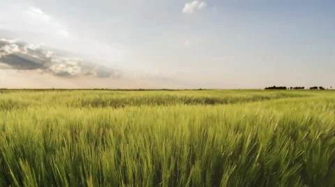 Barley farm land Video stock 49846342