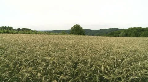 Barley field 2 Stock-Footage 22238600