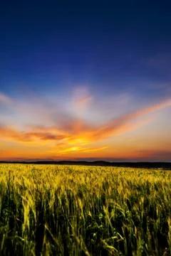 Barley field 2 Stock Photos
