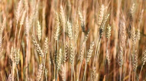 Barley field and cloudscape background , Chiang Mai ,Thailand Stock Photos