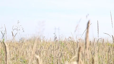 Barley field and some spikelets Stock Footage 80120671