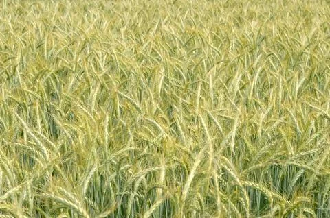 Barley field background Stock Photos