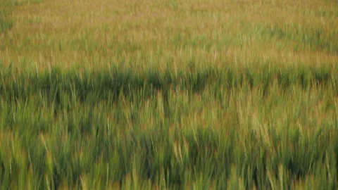 Barley field being blown in a gentle breeze Video stock 133537011