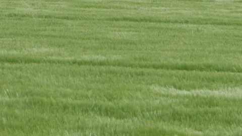 Barley field being blown in the wind Stock Footage 108811282