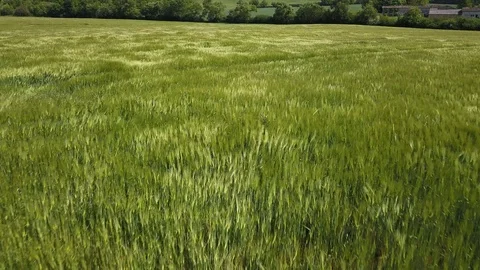 Barley field blowing in the breeze, drone point of view Stock Footage 104538170
