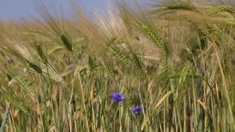 Barley field with blue corn flower in wind Stock Footage 166921030