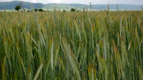 Barley field close up pan shot Stock Footage 110774879