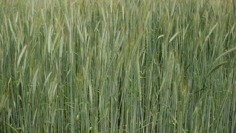 Barley field close up pan shot Stock Footage 110774887
