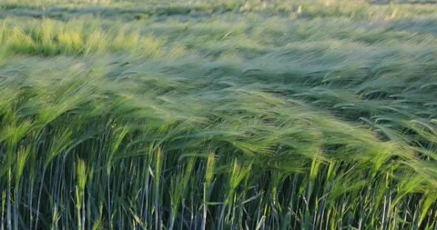 Barley field dance in the wind, close-up beautiful sunny day rural scene Stock Footage 274227791