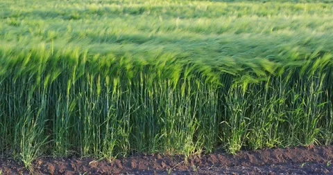 Barley field dance in the wind, close-up beautiful sunny day, slow motion 스톡 동영상 274227807
