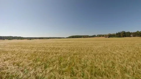 Barley field, droneflight above Vidéo 53575893