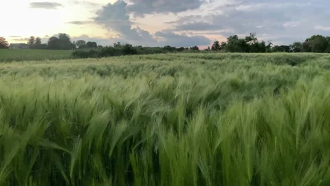 Barley field at dusk, tracking shot Stock Footage 156596313