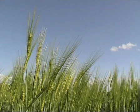 Barley field Stock Footage 120883