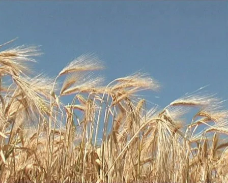 Barley field Stock-Footage 133119