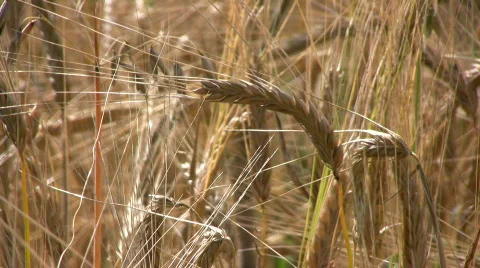 Barley field 스톡 동영상 501903