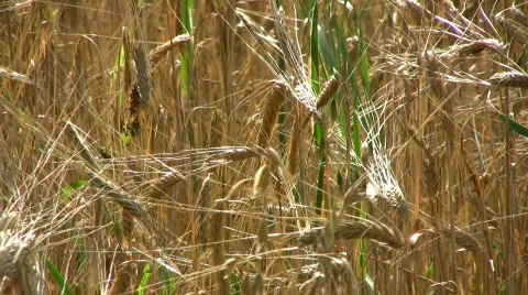 Barley field 스톡 동영상 501931