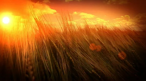 Barley Field 스톡 동영상 806168