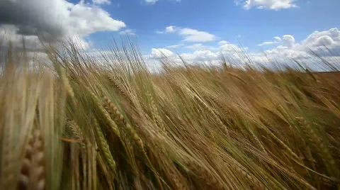 Barley Field Stock Footage 806465