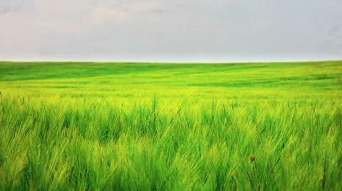 Barley field Stock Footage