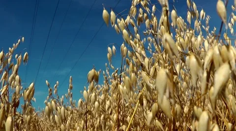Barley field Stock Footage 8531140