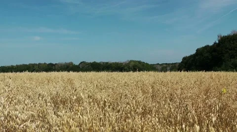 Barley field Stock Footage 8531182