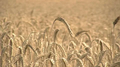 Barley Field Video stock 10576589