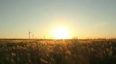 Barley field Video stock 11085987