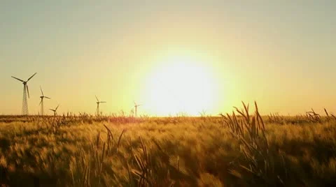 Barley field Stock-Footage 11086001