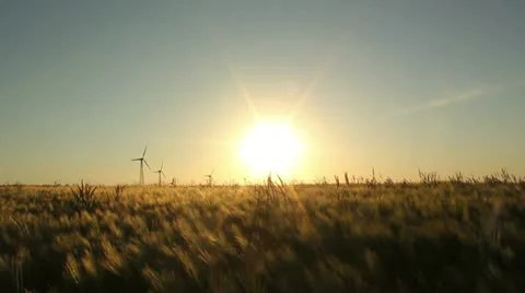 Barley field Vidéo 11086203