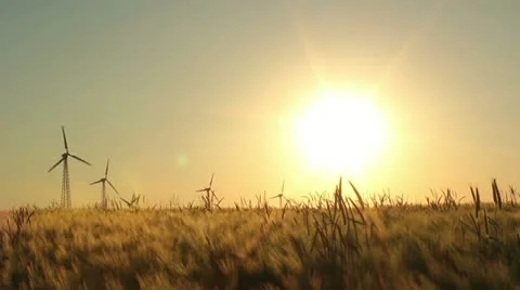 Barley field 库存影片 11086207