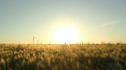 Barley field 库存影片 11086313