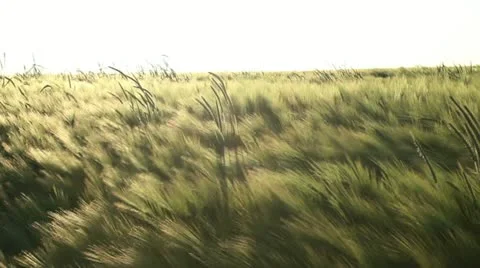 Barley field Video stock 11086621