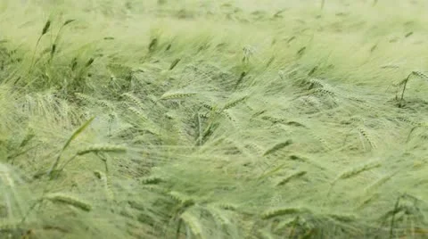Barley field. Stock Footage 11267320