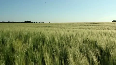 Barley field Stock Footage 11344425