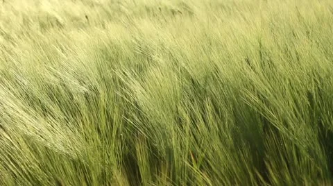 Barley field Stock Footage 11344444