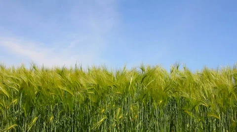 Barley field Stock Footage 38051640