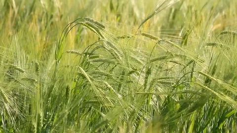 Barley field Stock Footage 78625267