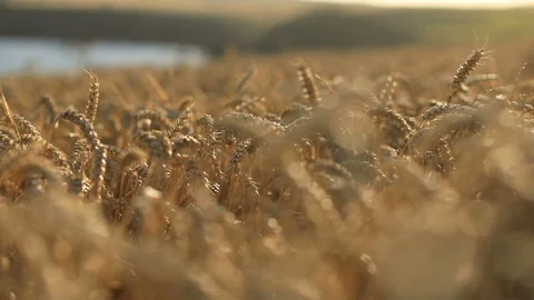 Barley field Stock-Footage 93412413