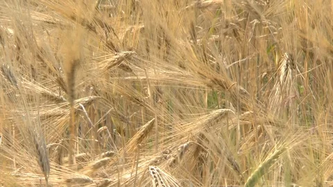 Barley on a field Stock Footage 95169392