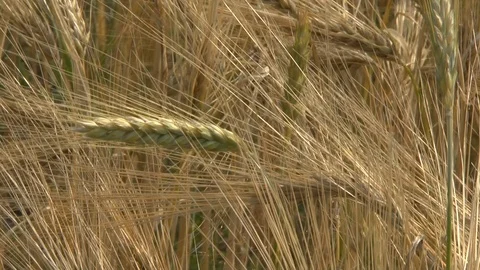 Barley on a field Stock Footage 95169602
